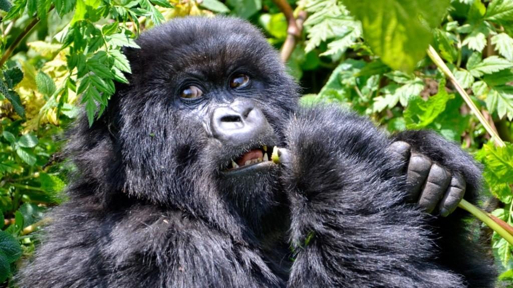One of the female mountain gorillas, among the recent growing mountain gorilla numbers