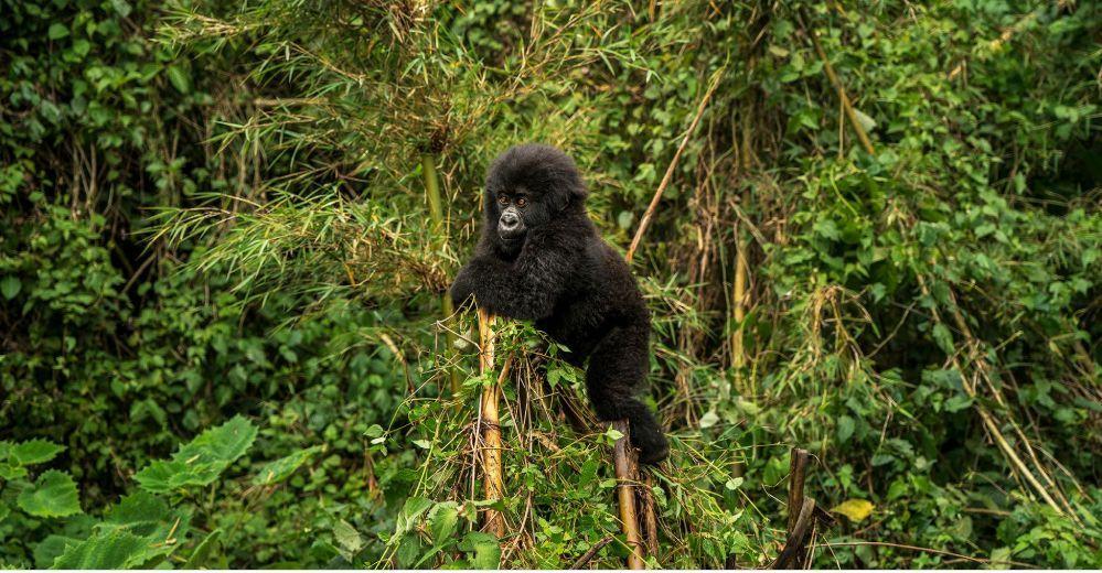 new-rwanda_gorilla_prices