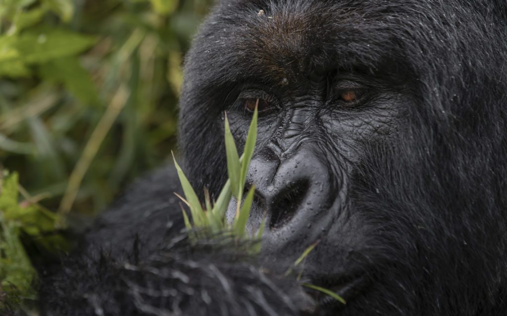 rwanda gorilla trekking