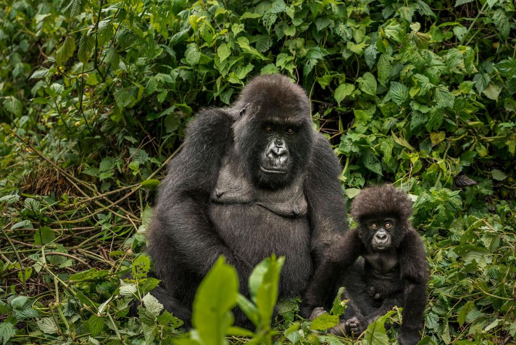 Gorilla Behind The Scenes Experience In Rwanda