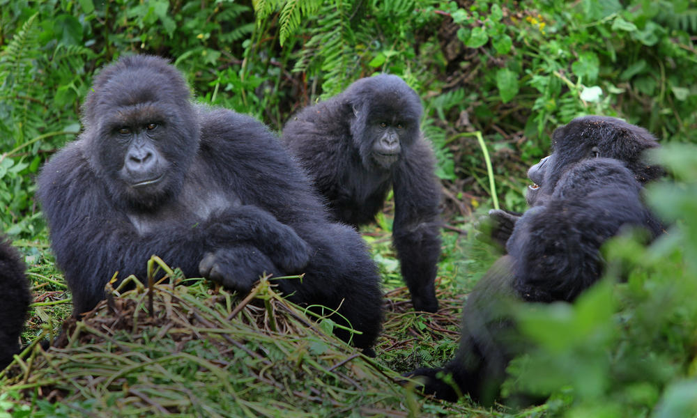 Visitor Group Sizes Allowed To Track Gorillas & Golden Monkeys