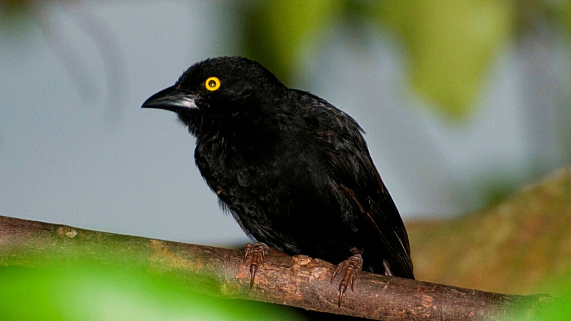 Bird watching in Volcanoes National Park, Bird watching in Rwanda