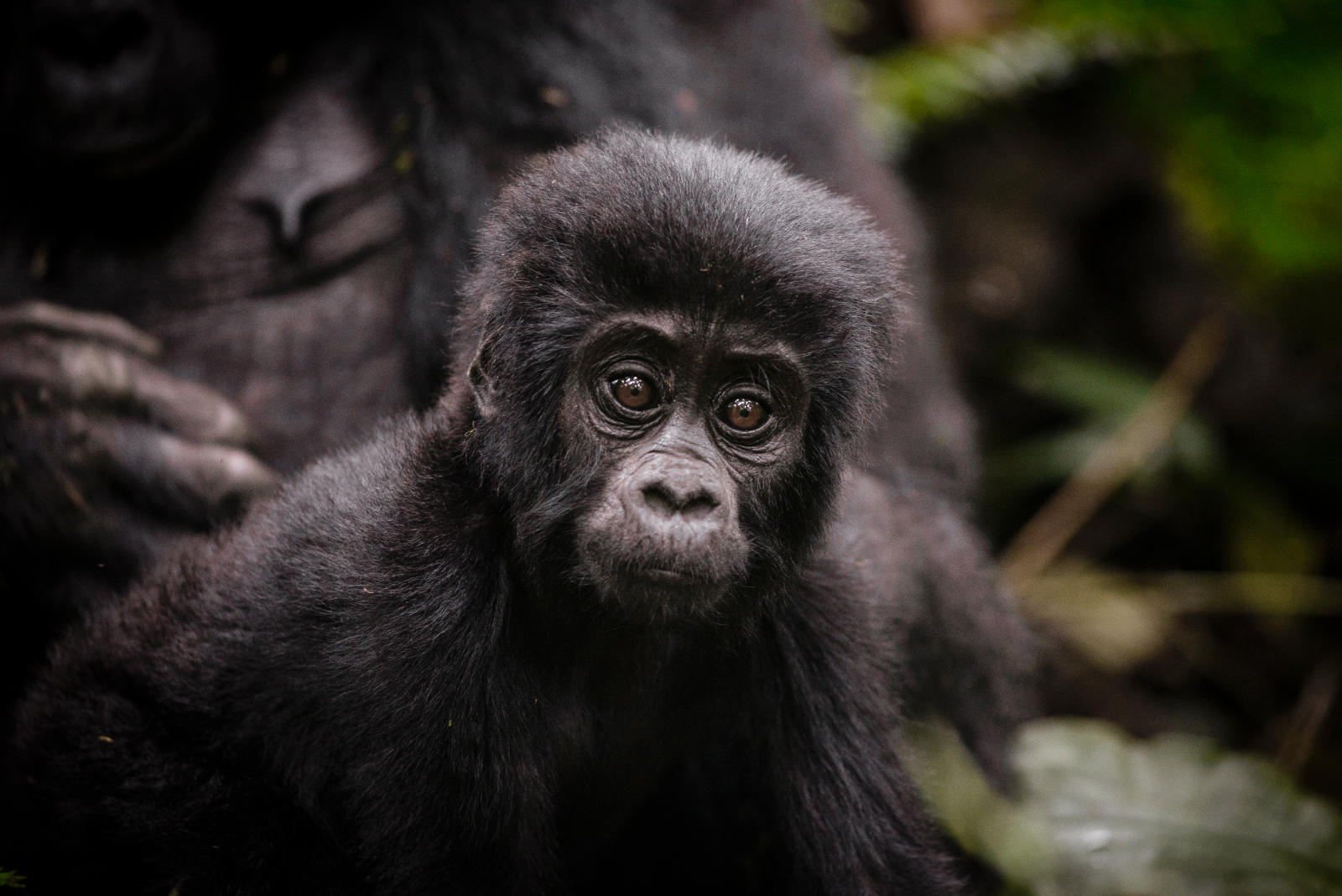 Purchasing Your Gorilla Permit In Rwanda