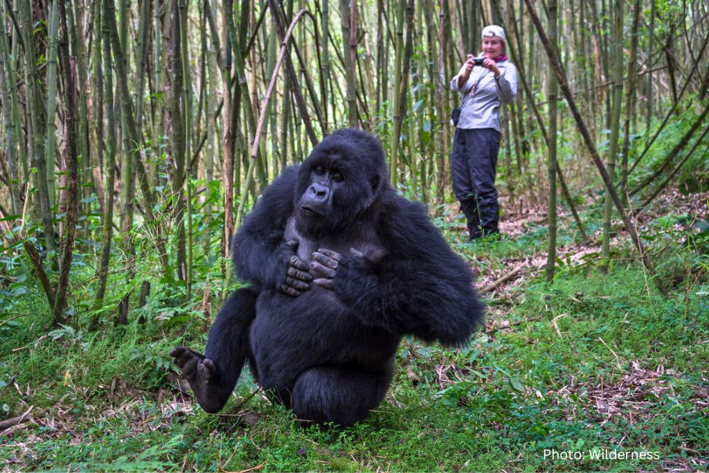 Mountain Gorilla Photography Safari